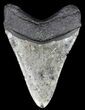 Bargain, Megalodon Tooth - North Carolina #54766-2